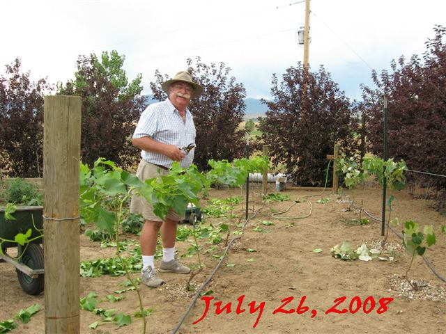 Nico's vineyard